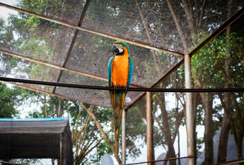 Obraz premium A Beautiful Blue-and-yellow macaw Bird in Bangabandhu Safari Park, Gazipur, Bangladesh