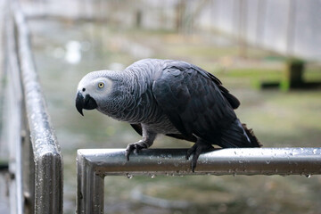 A Cute African Grey Parrot with a Red Tail in a Rainy Day
