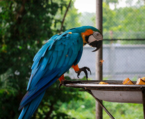 A Cute Blue-and-yellow macaw Bird in Bangabandhu  Safari Park, Gazipur, Bangladesh