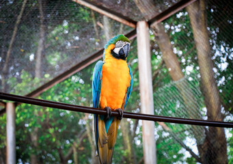 Beautiful Blue-and-yellow macaw Bird in Bangabandhu  Safari Park, Gazipur, Bangladesh