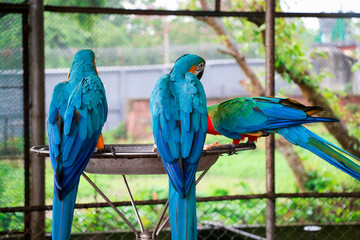 Some Beautiful Blue-and-yellow macaw Birds in Bangabandhu  Safari Park, Gazipur, Bangladesh