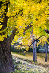 秋の銀杏のイメージ写真