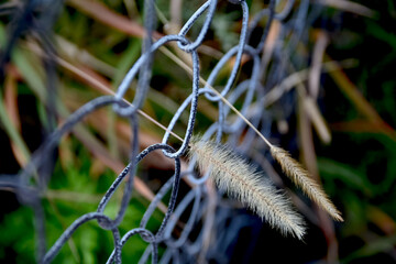 猫じゃらしのイメージ素材