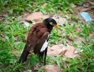 A Pretty Myna Bird from the Starling Family - One of the most Intelligent Birds in the World