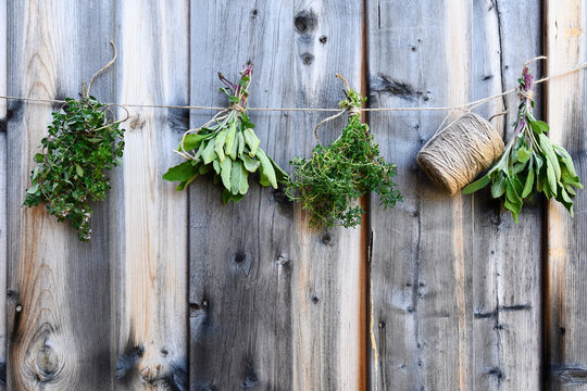 An image of several bunches of fresh picked herbs hanging on a rope to dry.
