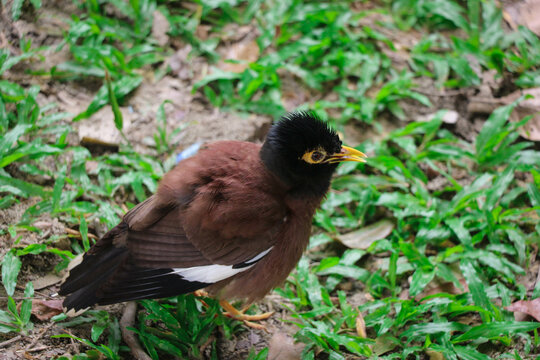 A Cute Little Myna Bird from the Starling Family - One of the most Intelligent Birds in the World