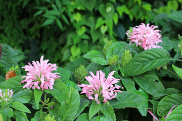 Obraz premium サンゴバナ