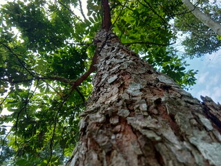 tree from the bottom shot