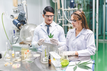 Fototapeta na wymiar medical scientist with cannabis hemp research in medicine laboratory to make a herbal extract CBD chemical oil or alternative drug from marijuana leaf plant, organic nature herb in science test
