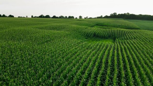 A quick flyover a rural farm in Wisconsin USA growing corn
