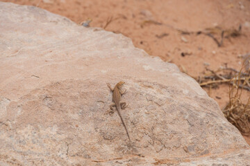 Small lizard sitting on a large rock