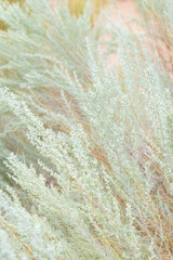Sand sage bush close-up