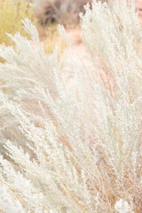 Sand sage bush close-up