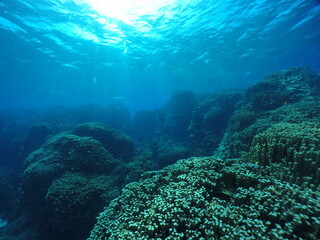 Scuba diving on the reefs of Majuro,Marshall islands.