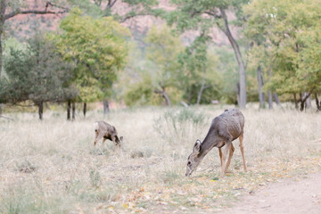 Naklejka na ściany i meble wild deers in national park