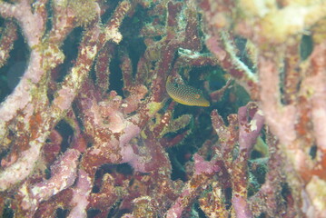 Scuba diving on the reefs of Majuro,Marshall islands.