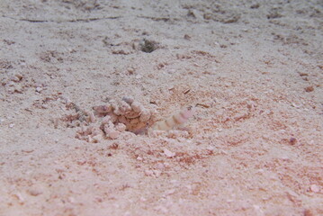 Scuba diving on the reefs of Majuro,Marshall islands.