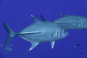 Scuba diving on the reefs of Majuro,Marshall islands.