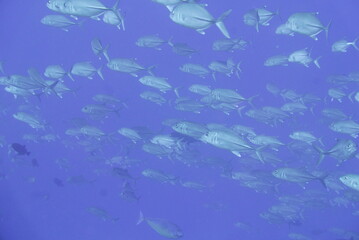 Scuba diving on the reefs of Majuro,Marshall islands.