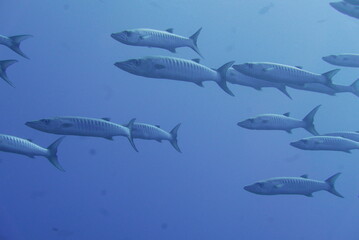 Scuba diving on the reefs of Majuro,Marshall islands.