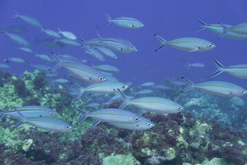 Fototapeta premium Scuba diving on the reefs of Majuro,Marshall islands.