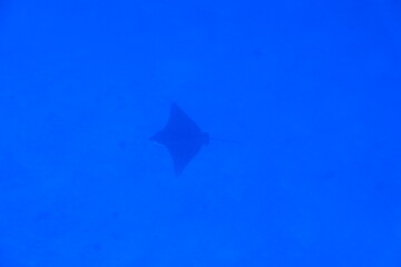 Scuba diving on the reefs of Majuro,Marshall islands.