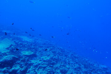 Fototapeta na wymiar Scuba diving on the reefs of Majuro,Marshall islands.