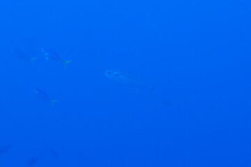 Scuba diving on the reefs of Majuro,Marshall islands.