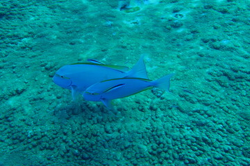 Fototapeta premium Scuba diving on the reefs of Majuro,Marshall islands.