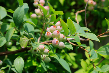沢山実ったブルーベリー