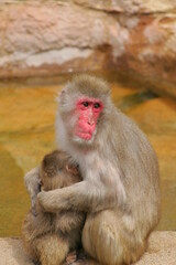 子供を抱く親猿