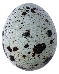 quail eggs isolated for design