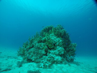 Scuba diving on the reefs of Majuro,Marshall islands.