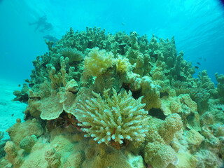 Scuba diving on the reefs of Majuro,Marshall islands.