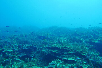 Scuba diving on the reefs of Majuro,Marshall islands.