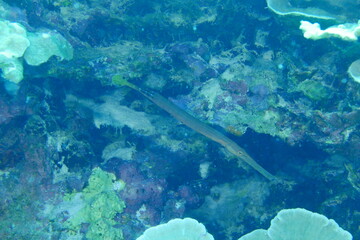 Scuba diving on the reefs of Majuro,Marshall islands.