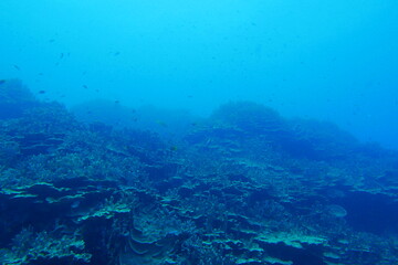 Plakat Scuba diving on the reefs of Majuro,Marshall islands.