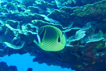 Scuba diving on the reefs of Majuro,Marshall islands.