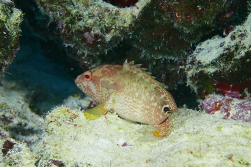 Scuba diving on the reefs of Majuro,Marshall islands.