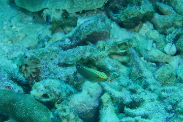 Scuba diving on the reefs of Majuro,Marshall islands.