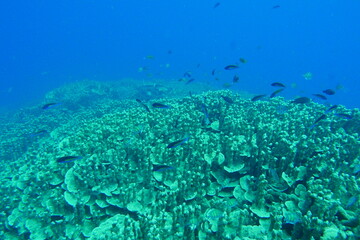Scuba diving on the reefs of Majuro,Marshall islands.
