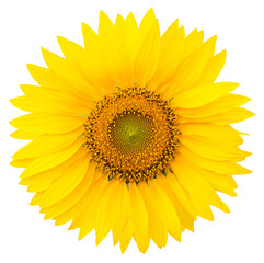 Sunflower isolated for decorative