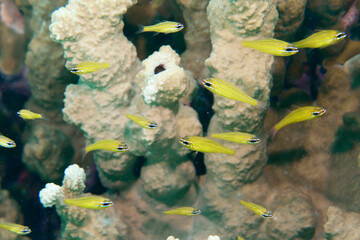 Scuba diving on the reefs of Majuro,Marshall islands.