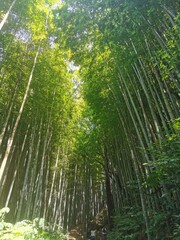 green bamboo forest