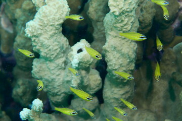 Scuba diving on the reefs of Majuro,Marshall islands.