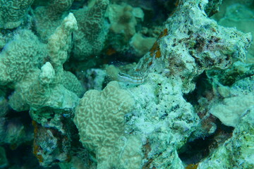 Scuba diving on the reefs of Majuro,Marshall islands.