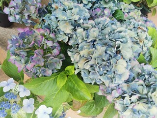 flowers in the garden