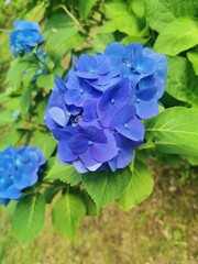 blue hydrangea flower