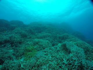 Naklejka na ściany i meble Scuba diving on the reefs of Majuro,Marshall islands.