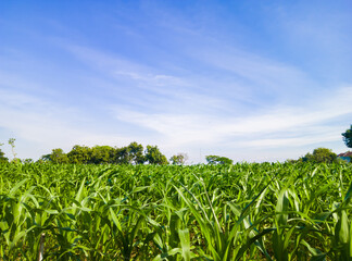 cornfield farming industry to serve as staple food for local farmers, young cornfield landscape and blue sky